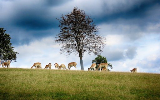 Herd of deer on grass hill  from Chrome web store to be run with OffiDocs Chromium online