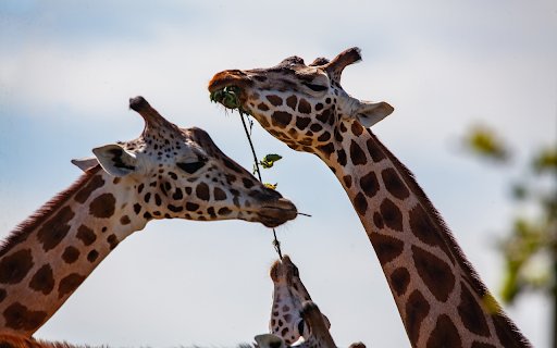 Herd of giraffes  from Chrome web store to be run with OffiDocs Chromium online