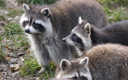 Herd of gray bears  from Chrome web store to be run with OffiDocs Chromium online