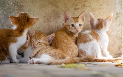 Herd of kittens  from Chrome web store to be run with OffiDocs Chromium online