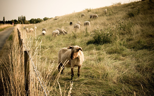 Herd of sheep and grass dike  from Chrome web store to be run with OffiDocs Chromium online