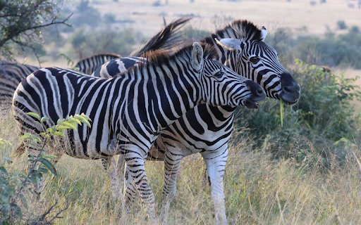 Herd of Zebras on the Wild Grass  from Chrome web store to be run with OffiDocs Chromium online
