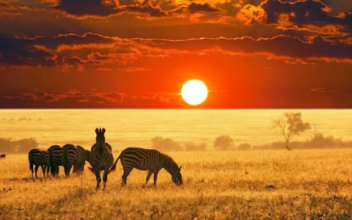 Herd of Zebras: Striped Beauties of the Savannah  from Chrome web store to be run with OffiDocs Chromium online