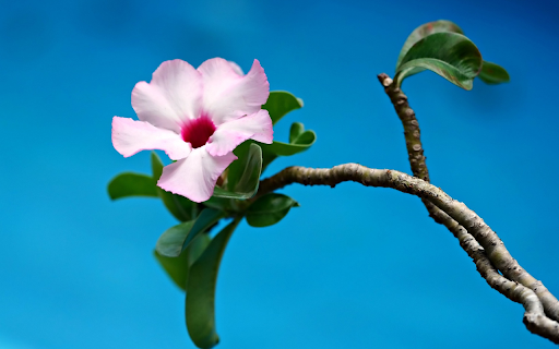 Her houses porcelain flowers  from Chrome web store to be run with OffiDocs Chromium online