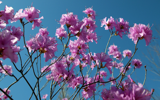 Hibiscus flower branches  from Chrome web store to be run with OffiDocs Chromium online