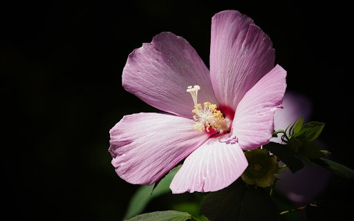 Hibiscus flowers bloom from Chrome web store to be run with OffiDocs Chromium online Hibiscus flowers bloom from Chrome web store to be run with OffiDocs Chromium online