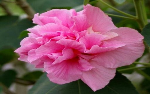 Hibiscus mutabilis wallpapers  from Chrome web store to be run with OffiDocs Chromium online