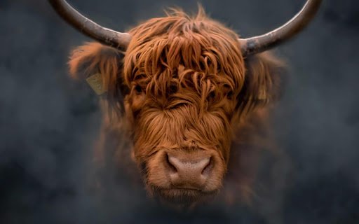 HIGHLAND COWS THEME  from Chrome web store to be run with OffiDocs Chromium online