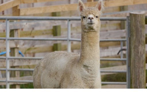 High necked camel  from Chrome web store to be run with OffiDocs Chromium online