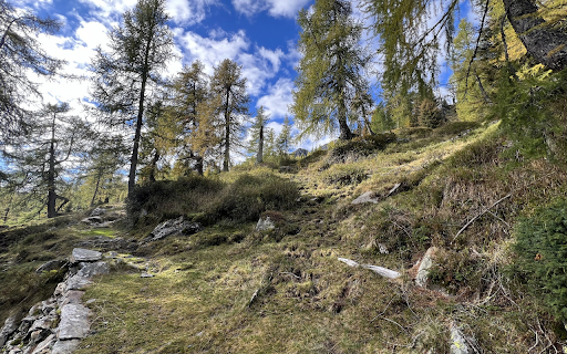 Hills and coniferous trees  from Chrome web store to be run with OffiDocs Chromium online