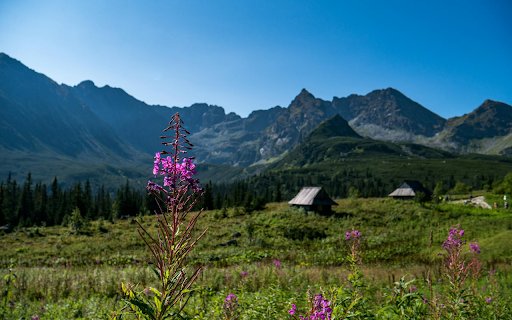 Hills and Fragrant Flowers  from Chrome web store to be run with OffiDocs Chromium online