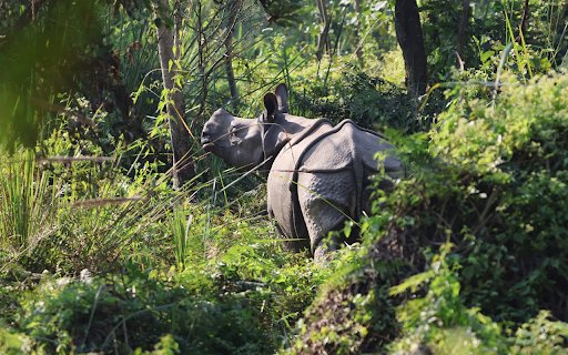 Hippo in the bushes  from Chrome web store to be run with OffiDocs Chromium online