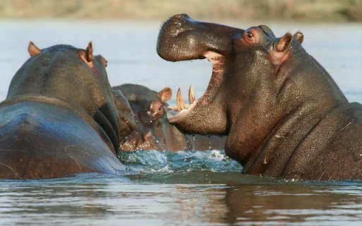 Hippopotamus  from Chrome web store to be run with OffiDocs Chromium online