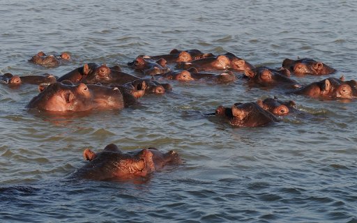 Hippos swimming in the river  from Chrome web store to be run with OffiDocs Chromium online
