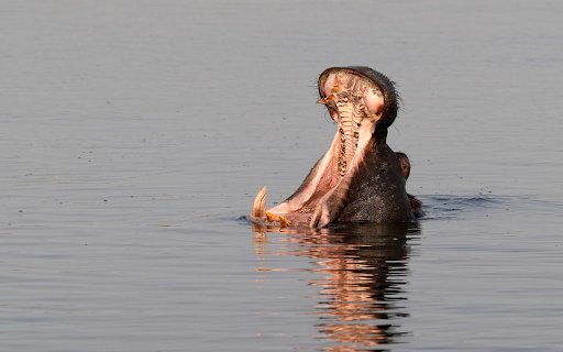 Hippos yawn underwater  from Chrome web store to be run with OffiDocs Chromium online Hippos yawn underwater  from Chrome web store to be run with OffiDocs Chromium online