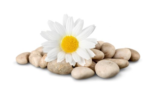 Hoa Cúc  from Chrome web store to be run with OffiDocs Chromium online