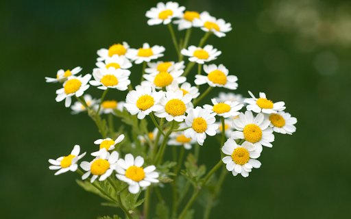 Hoa cúc trắng from Chrome web store to be run with OffiDocs Chromium online Hoa cúc trắng from Chrome web store to be run with OffiDocs Chromium online