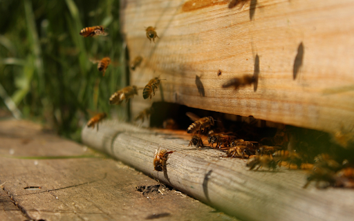 Honey bees  from Chrome web store to be run with OffiDocs Chromium online
