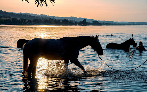 Horse bathing  from Chrome web store to be run with OffiDocs Chromium online