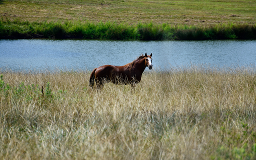 Horse by the river  from Chrome web store to be run with OffiDocs Chromium online