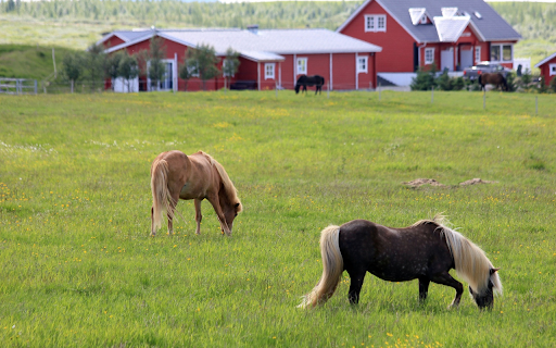 Horse farm  from Chrome web store to be run with OffiDocs Chromium online