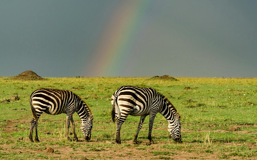 Horses and Rainbows  from Chrome web store to be run with OffiDocs Chromium online