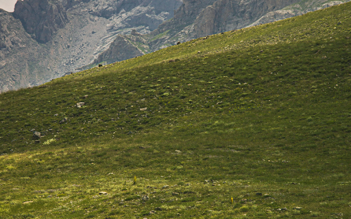 Horses Grazing on a Verdant Pasture  from Chrome web store to be run with OffiDocs Chromium online