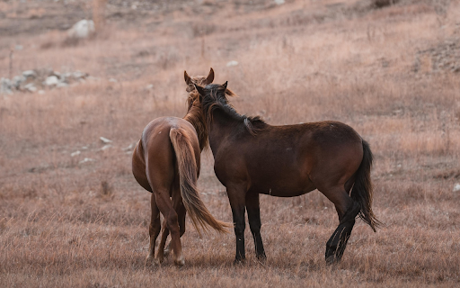 Horses in Harmony  from Chrome web store to be run with OffiDocs Chromium online