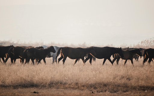 Horses on Grass Field  from Chrome web store to be run with OffiDocs Chromium online