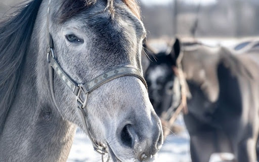 Horses Theme  from Chrome web store to be run with OffiDocs Chromium online