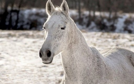 HORSE Theme  from Chrome web store to be run with OffiDocs Chromium online