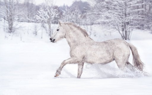 Horse winter snow running  from Chrome web store to be run with OffiDocs Chromium online