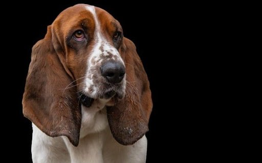HOUND THEME  from Chrome web store to be run with OffiDocs Chromium online