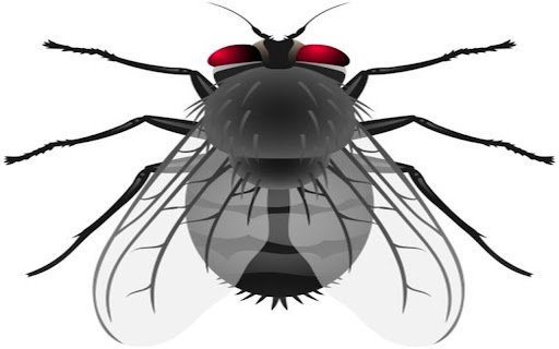 house fly wallpaper  from Chrome web store to be run with OffiDocs Chromium online