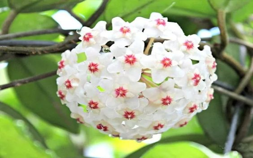 Hoya carnosa orchids wallpapers  from Chrome web store to be run with OffiDocs Chromium online