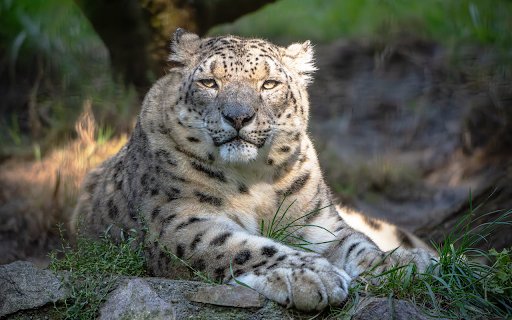 Huge white tiger  from Chrome web store to be run with OffiDocs Chromium online
