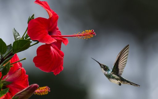 Hummingbird  from Chrome web store to be run with OffiDocs Chromium online