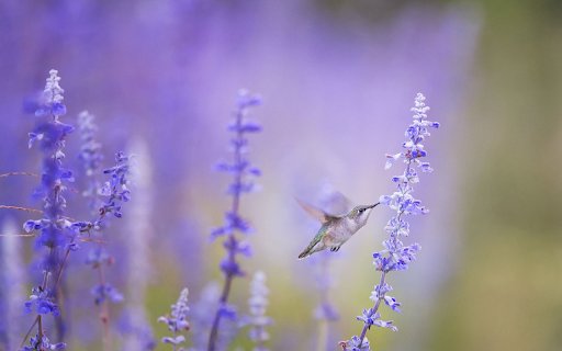 Hummingbirds suck nectar  from Chrome web store to be run with OffiDocs Chromium online
