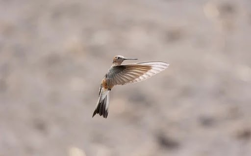 Hummingbird Theme  from Chrome web store to be run with OffiDocs Chromium online
