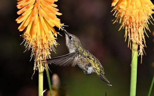Hummingbird THEME  from Chrome web store to be run with OffiDocs Chromium online