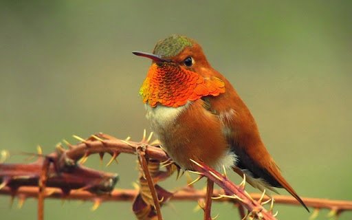 Hummingbird THEME  from Chrome web store to be run with OffiDocs Chromium online