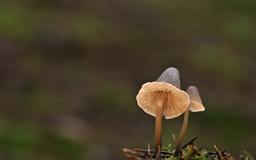 Humus Mushrooms  from Chrome web store to be run with OffiDocs Chromium online