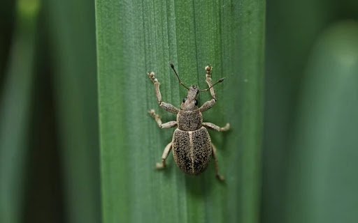 HUNGER BUG THEME  from Chrome web store to be run with OffiDocs Chromium online