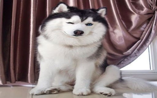 husky dog ​​wallpaper  from Chrome web store to be run with OffiDocs Chromium online
