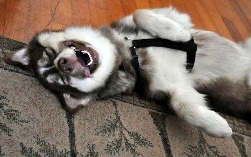 Husky: The Energetic and Playful Snow Dog  from Chrome web store to be run with OffiDocs Chromium online