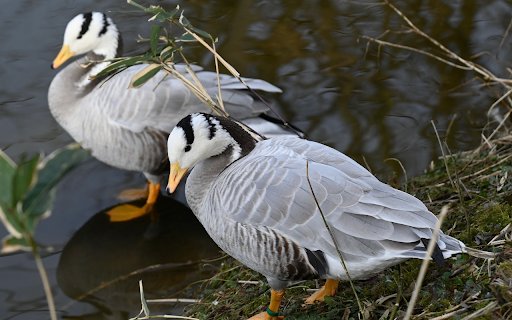 hybrid geese  from Chrome web store to be run with OffiDocs Chromium online