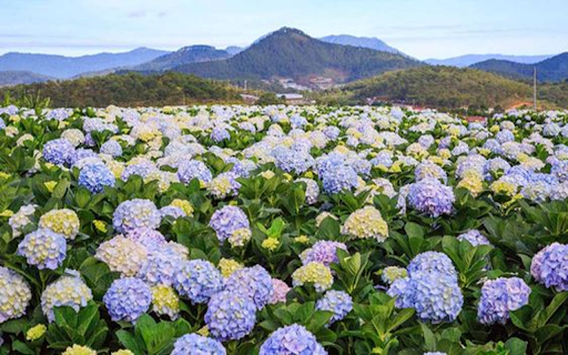 Hydrangea field wallpaper  from Chrome web store to be run with OffiDocs Chromium online