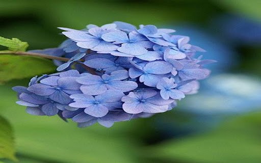 hydrangea wallpaper  from Chrome web store to be run with OffiDocs Chromium online