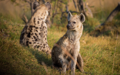 Hyena  from Chrome web store to be run with OffiDocs Chromium online