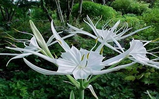 Hymenocallis littoralis flower wallpapers  from Chrome web store to be run with OffiDocs Chromium online